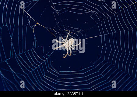 Piccola spider close up con bianco rotondo spiderweb net. Foto Stock