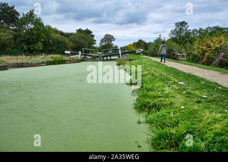 Una donna a piedi dalla telecamera sulla strada alzaia in corrispondenza del lato di una coperta di alghe Grantham Canal vicino a porte di blocco a Woolsthorpe dal Belvoir Foto Stock