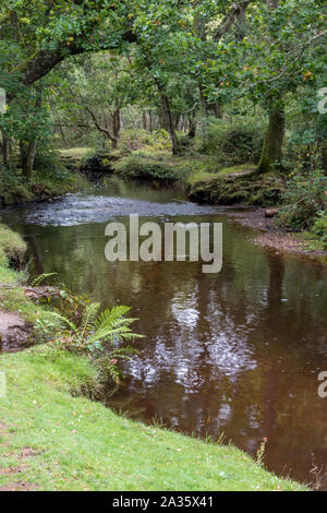 Vapore o un piccolo fiume che corre attraverso le belle lussureggianti verdi boschi nella nuova foresta in hampshire, Regno Unito. Foto Stock