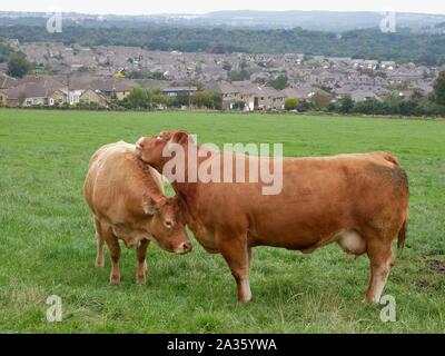 Due marrone chiaro vacche strofinando le loro teste su ogni altro si fermò in un campo di erba verde nello Yorkshire Inghilterra Foto Stock