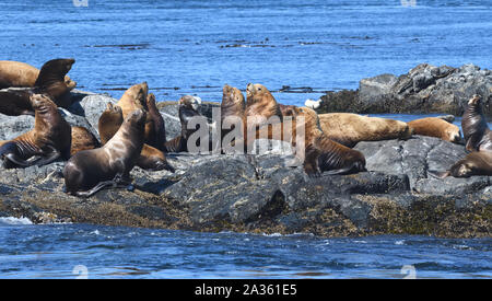 Steller leoni marini o del nord i leoni di mare (Eumetopias jubatus) rilassante sulle rocce. Gara delle rocce, Victoria, British Columbia, Canada. Foto Stock