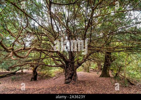 Gli antichi alberi di tasso di Kingley Vale Riserva Naturale Nazionale in West Sussex. Foto Stock