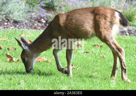 Una femmina di cervo dalla coda bianca (Odocoileus virginianus) che pascolano su un prato dell'hotel. Quadra Island, Vancouver Island, British Columbia, Canada, Foto Stock