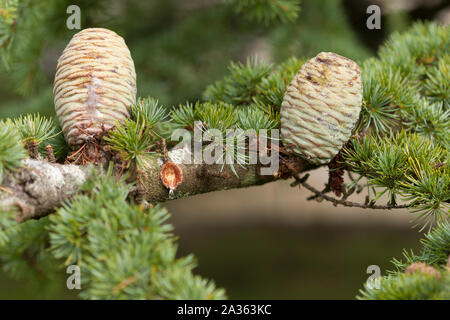 Giovani, verde, pigne su albero con sap il gocciolamento da bud. Foto Stock