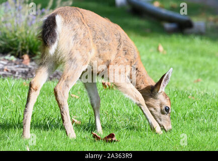 Una femmina di cervo dalla coda bianca (Odocoileus virginianus) che pascolano su un prato dell'hotel. Quadra Island, Vancouver Island, British Columbia, Canada, Foto Stock