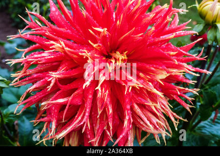 Dahlia 'Show n Tell', Dahlias fiore Cactus Foto Stock