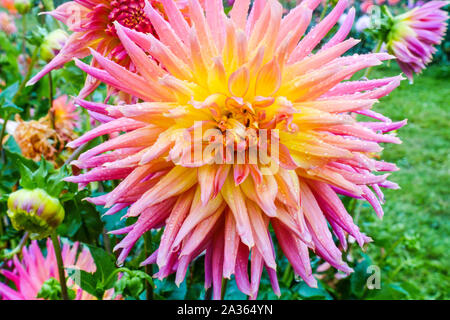 Dahlia cactus Fiore Dahlia 'Skipley grande' Dahlia Giardino Dahlia Fiore Dahlia Fiori Dahlias pianta ottobre Fiori Autunno Giardino Autunno Fiore Rosa Foto Stock