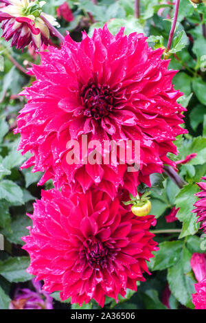 Dahlia 'Mingus Alex', Dalie Foto Stock