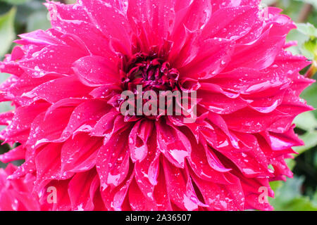 Dahlia 'Mingus Alex', dahlias fiore centrale Foto Stock