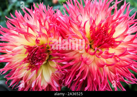 Dahlia 'Pinelands Pam', dahlias grandi fiori Dahlia cactus fiori Foto Stock