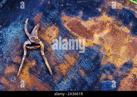 Ferro vecchio arrugginito giardino potatore sul ferro arrugginito foglio di metallo Foto Stock