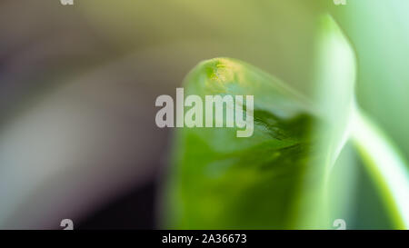 Foglia di golden pothos Foto Stock