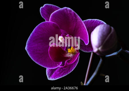 Orchid con bud su sfondo nero Foto Stock