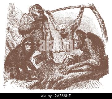 Gorilla e scimpanzé, argento gibbone e orango seduto su un albero. Illustrazione dopo una incisione di litografia all'inizio del XX secolo Illustrazione Vettoriale