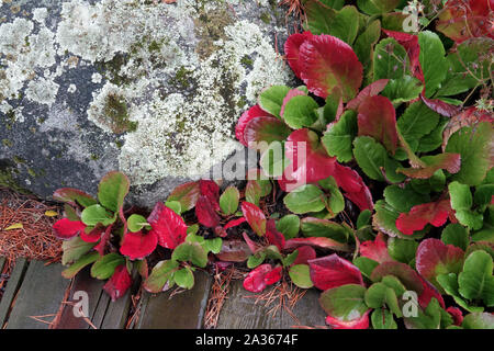 Orecchie di elefante, Pigsqueak, Bergenia foglie rosse autunno, confine giardino percorso intorno alla pietra Foto Stock