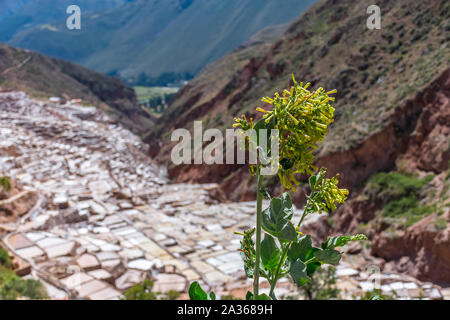 La Valle Sacra, Perù - 21/05/2019: le antiche miniere di sale di Maras, Perù. Foto Stock