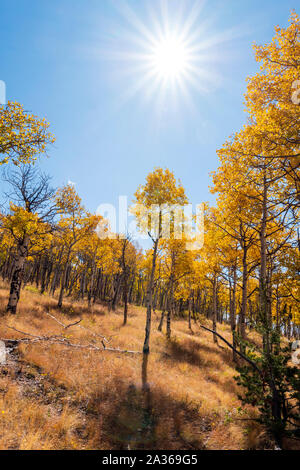 Caduta delle foglie con i colori autunnali, Aspen alberi, Aspen Ridge, Central Colorado, STATI UNITI D'AMERICA Foto Stock