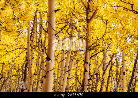 Caduta delle foglie con i colori autunnali, Aspen alberi, Aspen Ridge, Central Colorado, STATI UNITI D'AMERICA Foto Stock