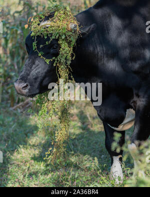 Angus bull in piedi di siepe con sottobosco drappeggiato sopra la sua testa tra le corna come una sciarpa Foto Stock