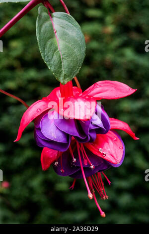 Gardy Fuchsia "Dark Eyes" Foto Stock