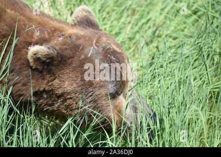 Katmai National Park, Alaska. U.S.A. Giugno 26-28, 2019. Coastal orso bruno #856 è di circa 13 anni il cinghiale e il più dominante recare presso Brooks Falls. Foto Stock