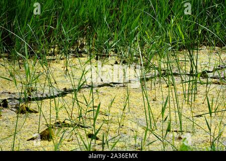 Un laghetto con piante e acqua stagnante Foto Stock