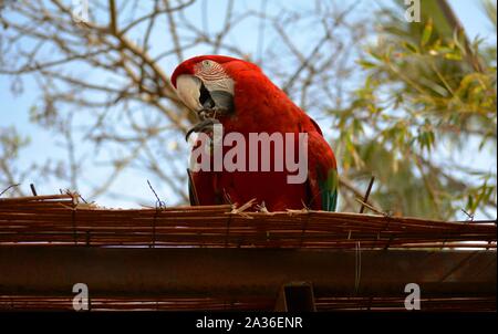 Un pappagallo rosso di mordere il suo chiodo Foto Stock