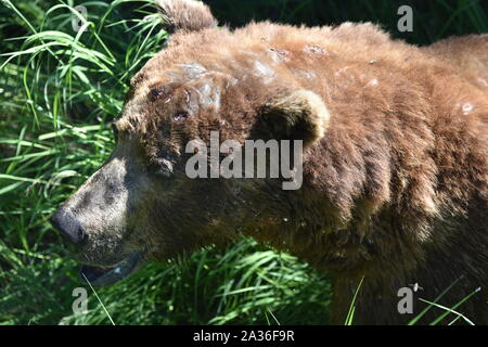 Katmai National Park, Alaska. U.S.A. Giugno 26-28, 2019. Coastal orso bruno #856 è di circa 13 anni il cinghiale e il più dominante recare presso Brooks Falls. Foto Stock