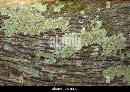 Xanthoparmelia scabrosa - pavimentazione licheni crescono su un pino legname su terreno in Belgrad Foresta della Turchia. Foto Stock
