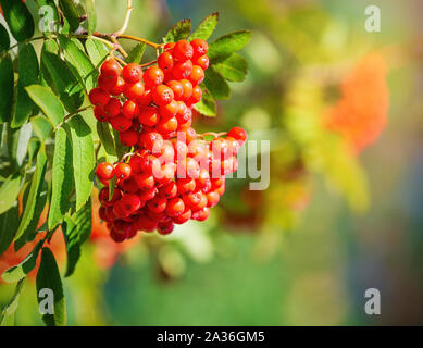 Rowan ramo di albero in autunno. Bella rossa rowan bacche su un albero, copia dello spazio. Foto Stock