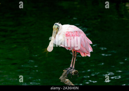 Roseate spatola (Platalea ajaja) Foto Stock