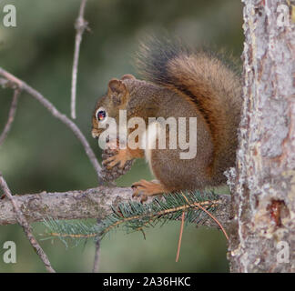 Uno scoiattolo rosso americano (Tamiasciurus hudsonicus) rompe un cono di pino per ottenere ai semi. Banff, Alberta, Canada. Foto Stock