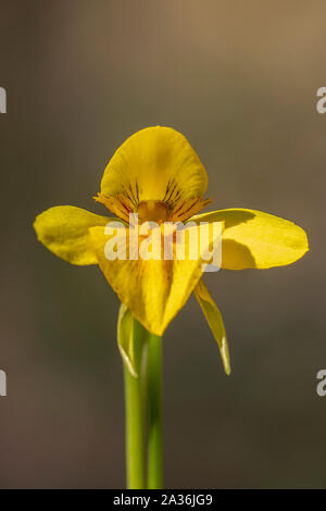 Diuris chryseopsis, Golden Moth Orchid Foto Stock