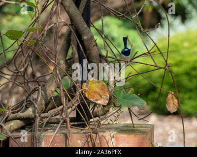 Blue Fairy Wren seduto su un ramoscello accanto a vecchie vigne legnose di glicine Foto Stock