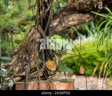 Blue Fairy Wren seduto su un ramoscello accanto a vecchie vigne legnose di glicine Foto Stock