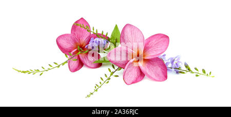 Rosso fiori di frangipani con foglie isolato su bianco Foto Stock