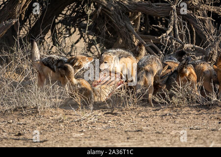 Nero-backed sciacalli in corrispondenza di una carcassa di antilope nel sud della savana africana Foto Stock