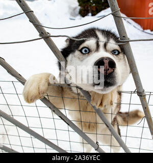 Un cane curioso Siberian Husky si alzò sulle zampe posteriori e bloccato la sua testa attraverso una porta di metallo, contro lo sfondo della neve su un gelido inverno giorno in Foto Stock