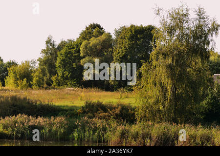 Un vecchio stagno ricoperta con lenticchie d'acqua nella serata d'estate. Sfondo naturale Foto Stock