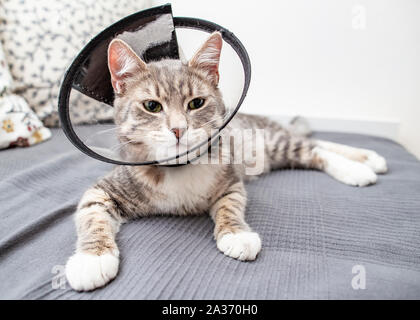 Carino, triste giovane sangue di gatto con gli occhi verdi sdraiato sul letto di casa nel collare veterinario dopo la chirurgia. Foto Stock