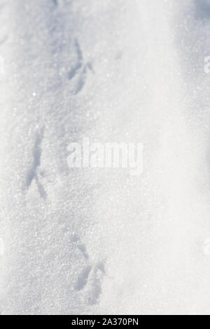 Tracce di un uccello in scintillante nella luce del sole, il bianco della neve. Close-up. Foto Stock