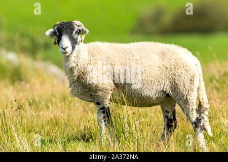 Swaledale pecora, ovini femmine, con corna di ricci in autunno, si fermarono nella brughiera habitat. Rivolto verso sinistra. Close up. Sfocato, pulire lo sfondo. Paesaggio Foto Stock