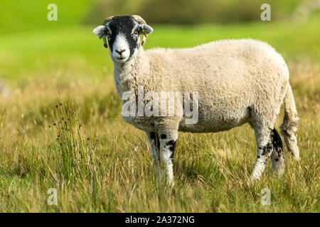 Swaledale pecora, ovini femmine, con corna di ricci in autunno, si fermarono nella brughiera habitat. Rivolto verso sinistra. Close up. Sfocato, pulire lo sfondo. Paesaggio Foto Stock