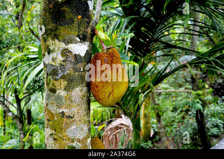 Jackfruit su albero noto anche come artocarpus heterophyllus Lam (Moraceae) in stretta fino Foto Stock