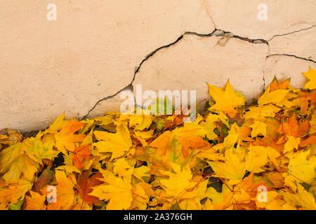 Il giallo delle foglie di acero era caduto vicino alla parete in stucco della vecchia casa. Foto Stock