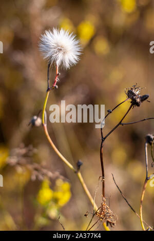 Soffice bianco arioso tarassaco su un ramo al sole in autunno. Il fuoco selettivo sulla testa di fiori, sfondo marrone sfumato. Fotografia verticale. Foto Stock