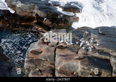 Kangaroo Island in Australia, vista aerea di foche e gabbiani sulle scogliere con marea Foto Stock