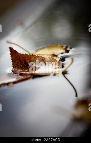 Un ritratto di un giallo e marrone foglia caduti, caduto in una pozza di acqua durante la caduta. La foglia è stata accompagnata da altre foglie. Foto Stock