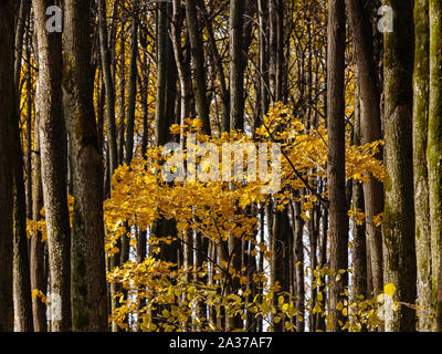 Piccolo maple tra tronchi alti alberi nel bosco di latifoglie Foto Stock