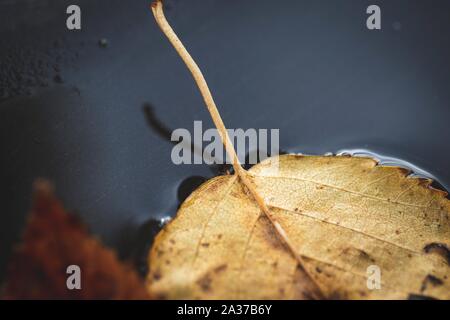 Un ritratto del leafstalk parte di un colore giallo foglia caduto caduto in una pozza di acqua durante la caduta. Foto Stock